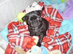 BlackFemalePug